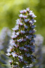 Obraz premium Flora of Gran Canaria - Echium callithyrsum, blue bugloss of Tenteniguada, endemic to the island, natural macro floral background