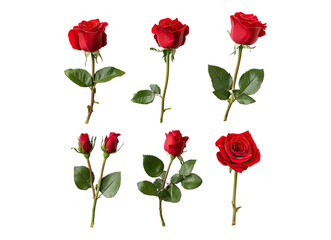 Obraz premium set of red roses