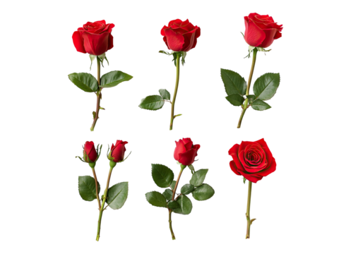 set of red roses