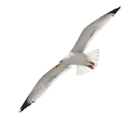 Yellow-legged gull in flight, Larus michahellis, isolated on white, clipping path