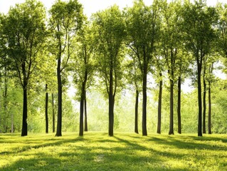 Obraz premium Beautiful green trees forest landscape nature background wallpaper scenic photography image stock photo view 100