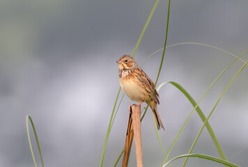 chestnut-eared bunting closeup with nature background.this photo was taken from Bangladesh.
