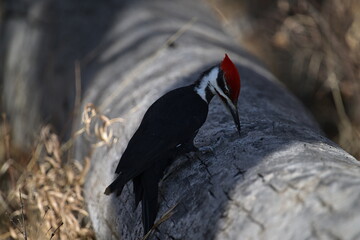 Pileated Woodpecker, Nature