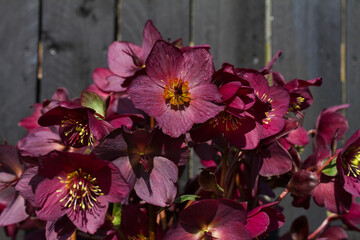 Hellebore magenta flowers in pot in garden. Purple flower blooming against black background