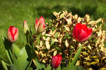 Tulip flowers in garden. Spring flower blooming
