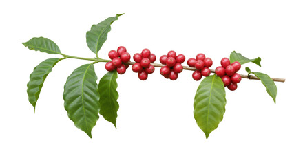 Isolated Coffee Branch with Ripe Berries