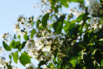 White blooms closeup on crape myrtle tree in Texas summer.