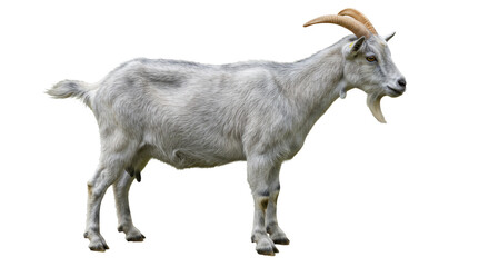 Isolated Goat