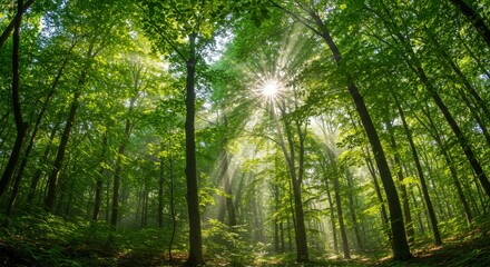 Fototapeta premium Sunlit Forest Canopy - Sunlight streams through lush green trees in a dense forest, creating a magical atmosphere