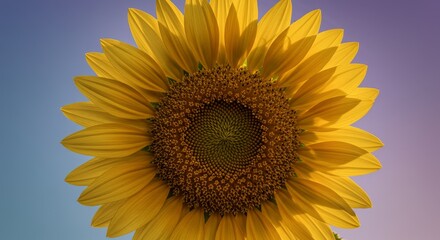 Fototapeta premium Vibrant Sunflower Summer Art Print - A close-up of a single sunflower, symbolizing joy, warmth, happiness, growth, and nature's beauty. The is perfect for adding a touch of summer to any space