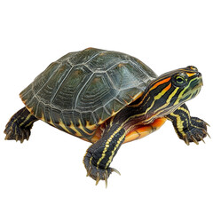 Obraz premium Detailed Close-Up of a Colorful Turtle with Vibrant Patterns and Textures on white background