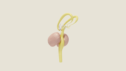 Brain Stem Medulla Medical Diagram 3D Illustration