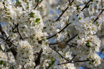 Close-up of plum blossom in morning sun, old tree in Almaty gardens. Spring blossom background. Plum blossom, delicate flowers on tree in soft sunlight.