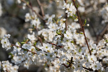 Close-up of plum blossom in morning sun, old tree in Almaty gardens. Spring blossom background. Plum blossom, delicate flowers on tree in soft sunlight.