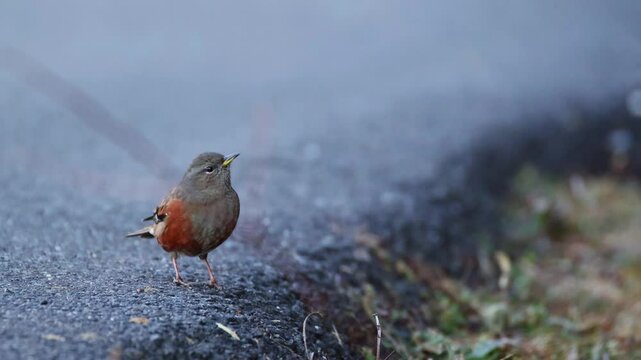  Highland Drifter, Life of the Alpine Accentor