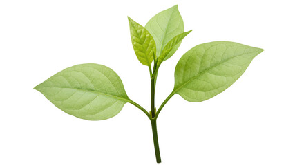 Isolated Avocado Plant