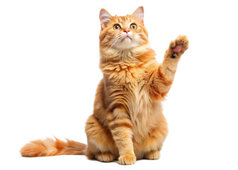 Playful ginger orange cat sits on hind legs raised front paws and looks up  isolated on white background