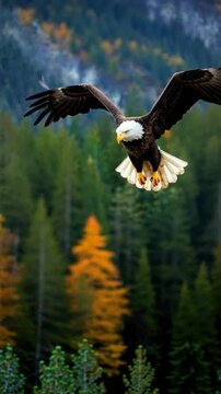 Aerial view of a bald eagle soaring over a forest with autumn colors. Captured mid-flight, the video style emphasizes nature's majesty and freedom. Live mobile wallpaper.