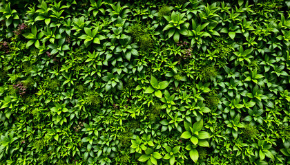 Green wall of plants. Green wall texture background. Wall of green plants, masterpiece. with white shades