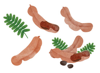 Tamarind fruit Design elements. watercolour style vector illustration