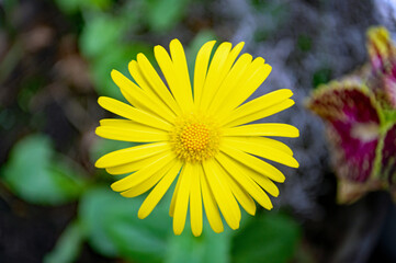 Strahlend gelbe Blume im Porträt