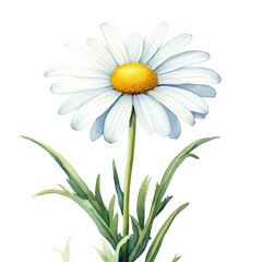 Fototapeta premium Daisy flower water color illustration transparent background nature artistic floral