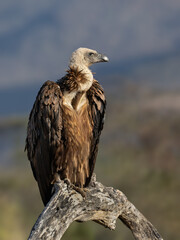 White-backed Vulture perched on a bare branch, surveying the Kenyan landscape 
