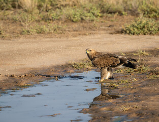 Steppe Eagle approaching a waterhole, with its reflection  in the puddle