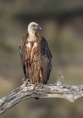 White-backed Vulture perched on a bare branch, surveying the Kenyan landscape 
