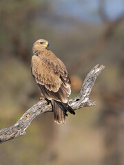 A Steppe Eagle perches on a bare branch against blur background