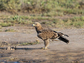 Steppe Eagle standing tall on open ground, alert and focused