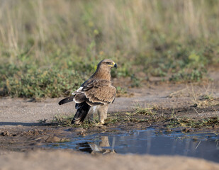 Steppe Eagle approaching a waterhole, with its reflection  in the puddle