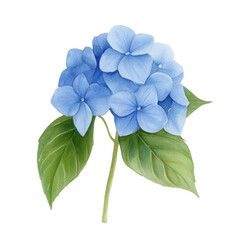 Watercolor blue hydrangea flower transparent background nature artistic close-up botanical