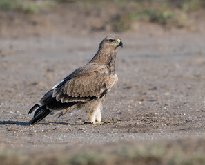 Steppe Eagle standing tall on open ground, alert and focused