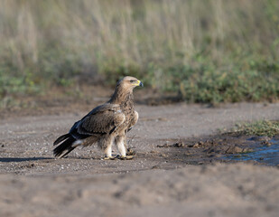 Steppe Eagle standing tall on open ground, alert and focused