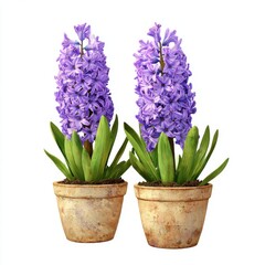Fototapeta premium Hyacinth flower in pot isolated on white background image
