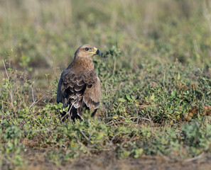 Steppe Eagle perched in green scrub, scanning its surroundings