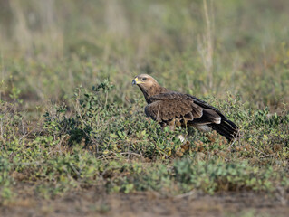 Steppe Eagle perched in green scrub, scanning its surroundings