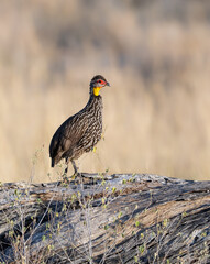  Yellow-necked Spurfowl standing on a log with dry vegetation and a golden grassy background