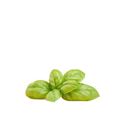 Fototapeta premium Fresh Green Basil Leaves for Culinary and Aromatic Uses