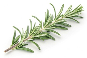 Fototapeta premium Fresh Rosemary Sprigs Isolated on White Background Culinary Herb Aromatic Plant Cooking Ingredient Natural Flavoring Mediterranean Cuisine Herbal Remedy Fragrant Leaves Green Foliage