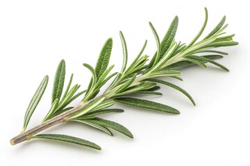 Fototapeta premium Fresh Rosemary Sprigs Isolated on White Background Culinary Herb Aromatic Plant Cooking Ingredient Natural Flavoring Mediterranean Cuisine Herbal Remedy Fragrant Leaves Green Foliage
