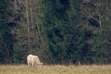 Charolais cow grazing on pasture in Latvia. Charolais cattle are a beef breed of cattle which originated in Charolais