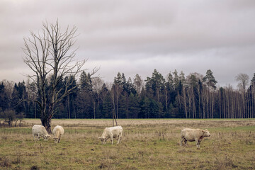 Herd of charolais cattle with many calves in a pastureland