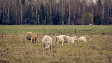 Herd of charolais cattle with many calves in a pastureland