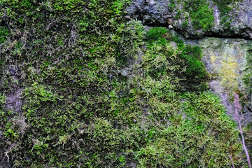 Aged wall of old building covered with multicolored moss, unusual natural background, full frame....
