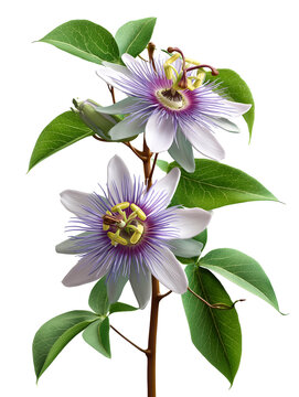 Passiflora edulis flowers isolated on white background