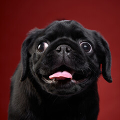 A black pug stares wide-eyed at the camera with a goofy, excited expression. The rich red background enhances the playful mood.