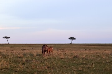 Lions walking in the Masai Mara at sunset, Kenya