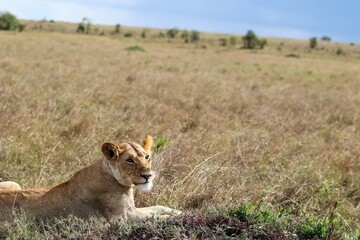 Lioness resting in the african savanna during a safari in Kenya
